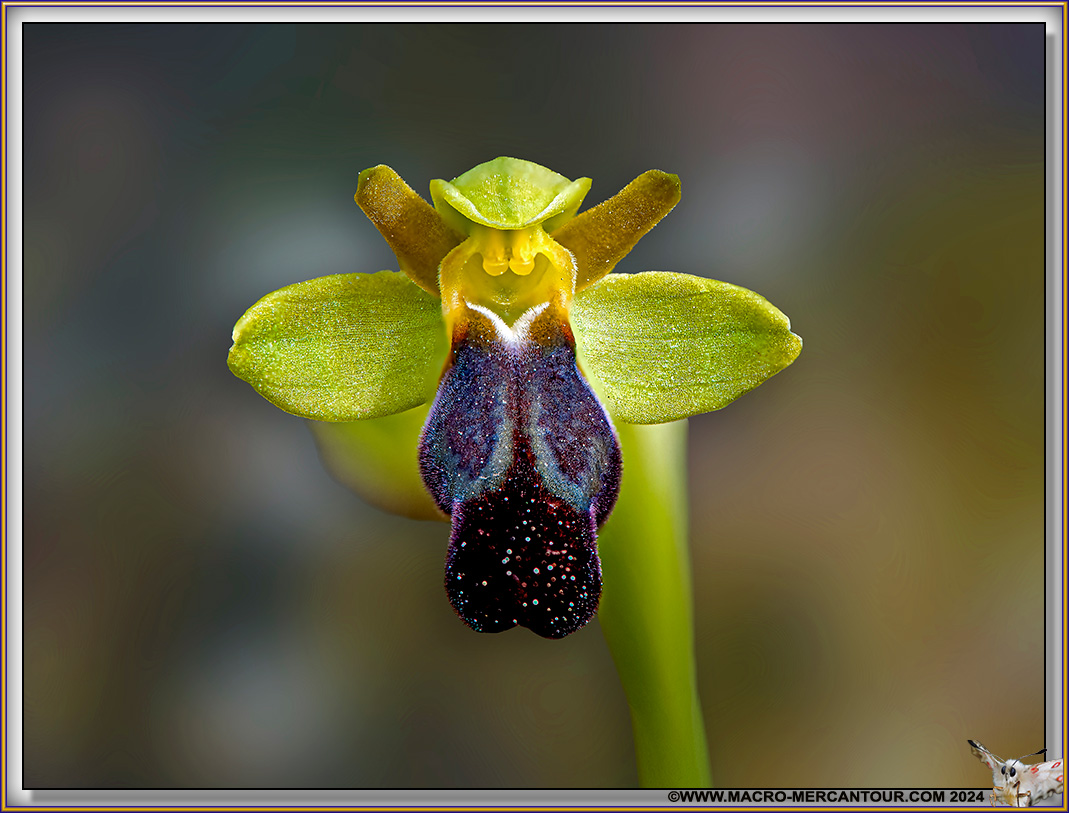 Ophrys des Lupercales